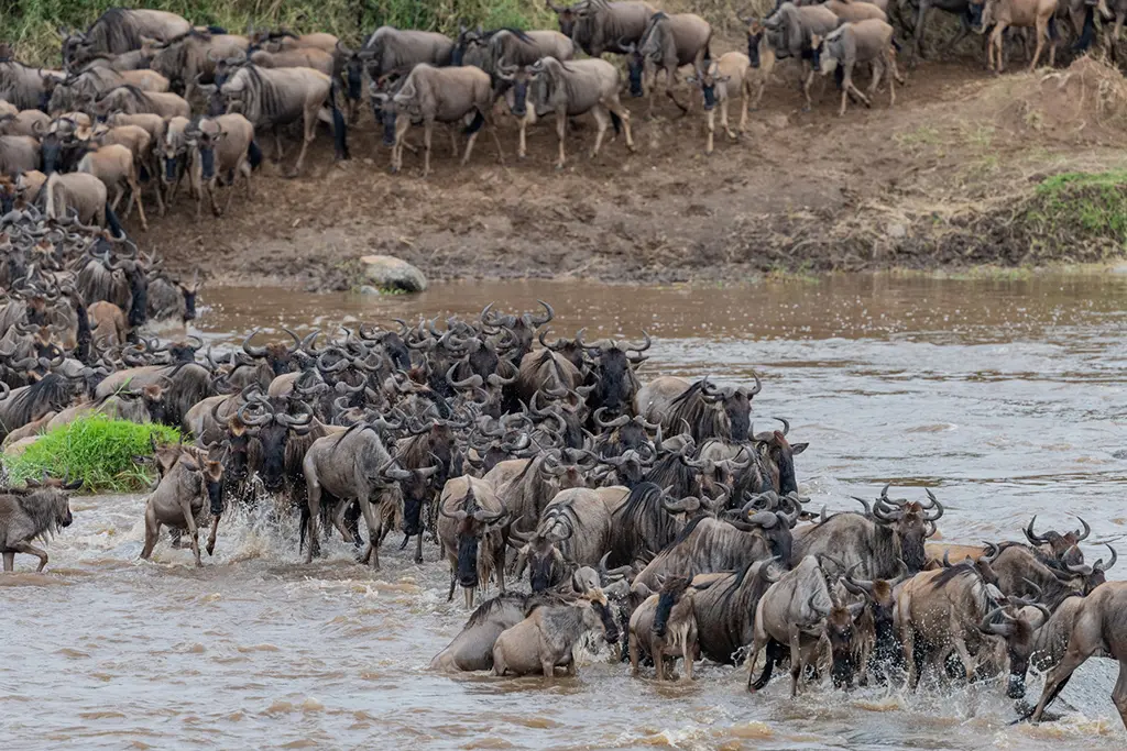 Wildebeest Migration
