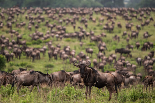 wildebeest migration