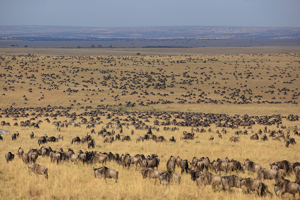 Great Migration