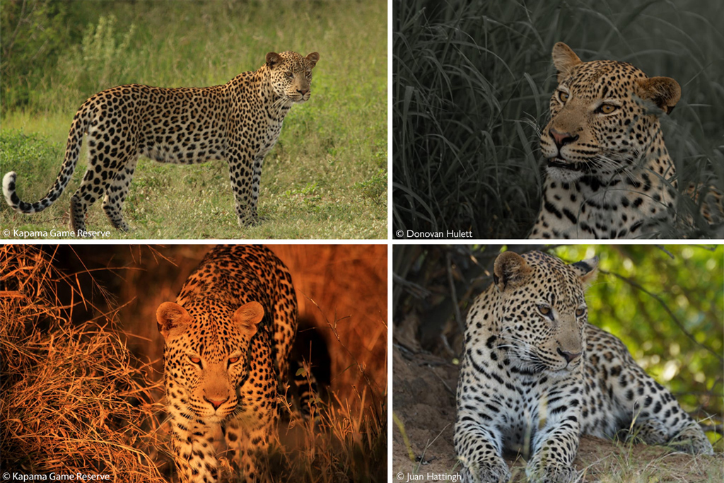 Ingwe Leopard Program