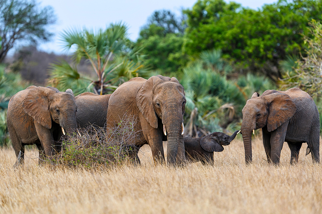 Kruger elephants