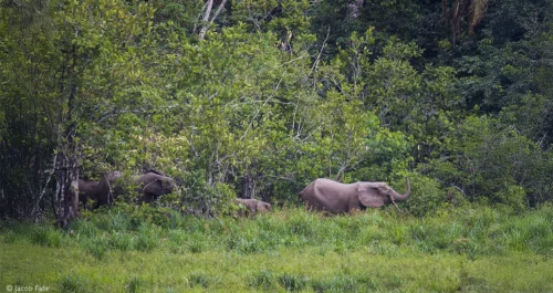 forest elephants ebony trees