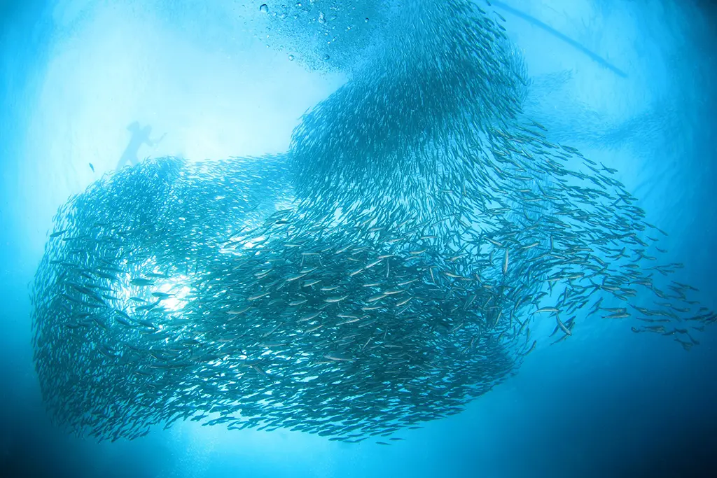 Sardine Run