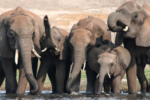 elephant hunting Botswana