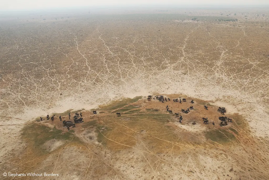 elephant hunting Botswana