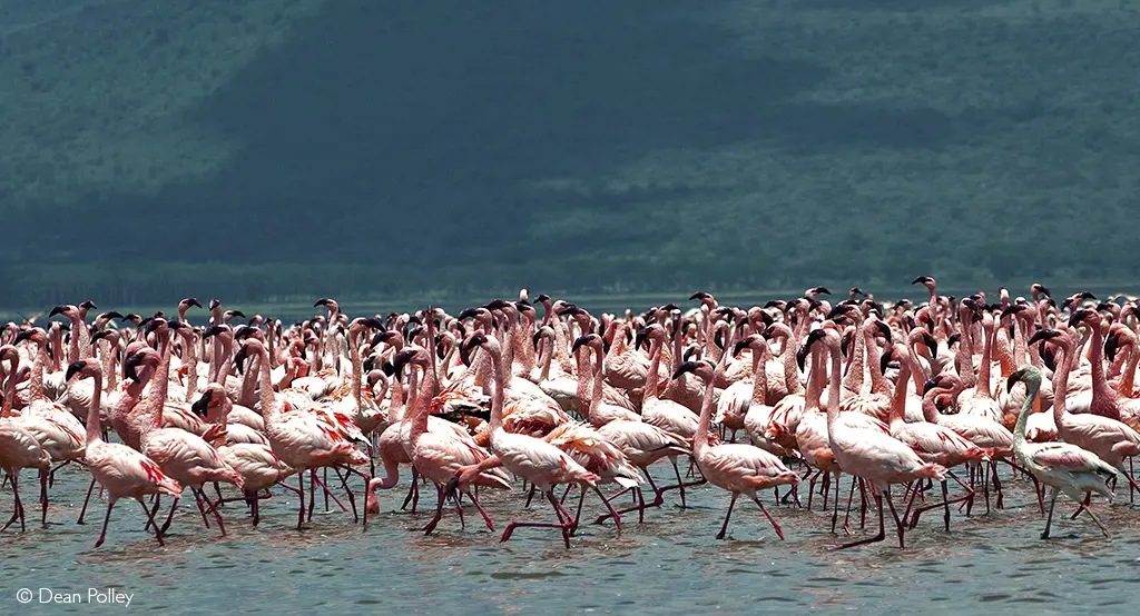 Lake Nakuru