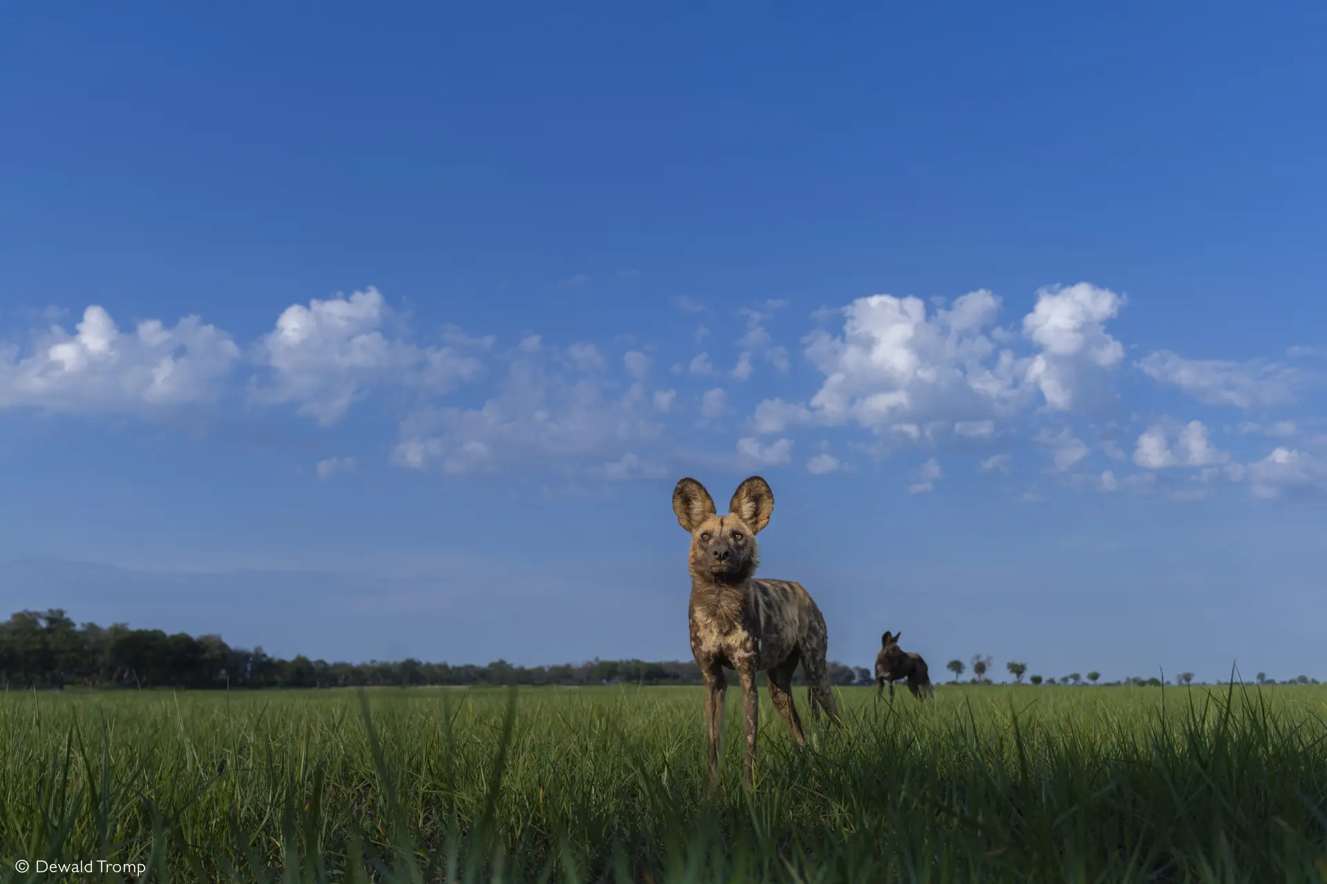 Okavango Delta safari