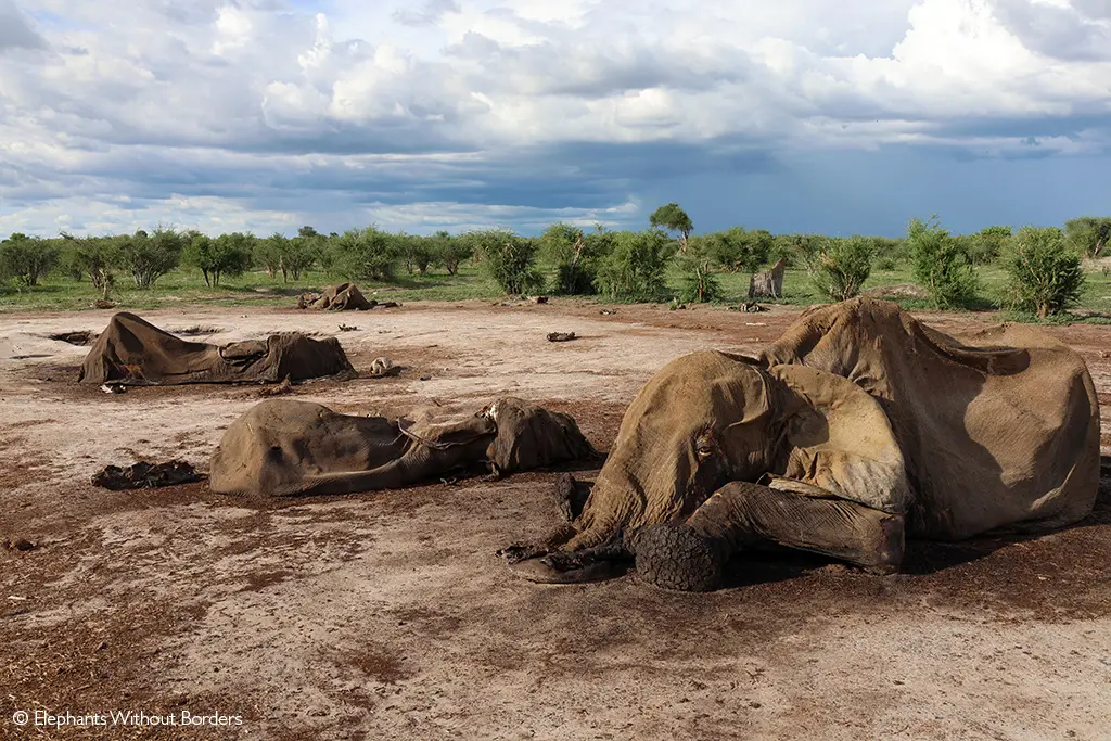 elephant disease Botswana
