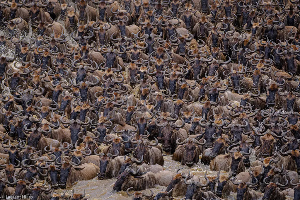 10 african wildlife migrations 