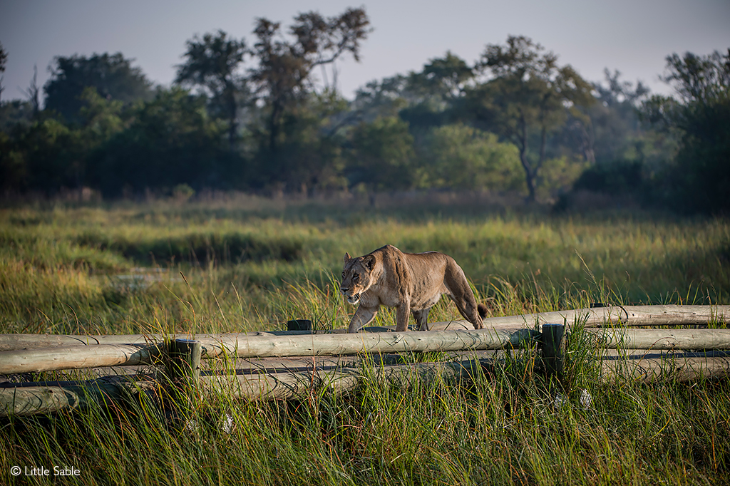 Lion on bridge Khwai