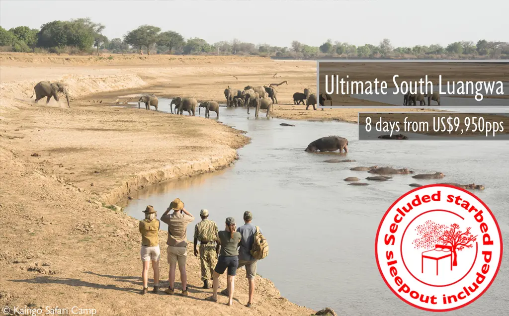 South Luangwa safari