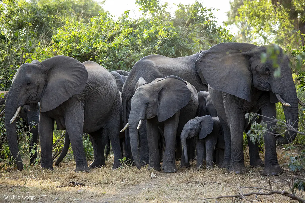 elephants Gonarezhou