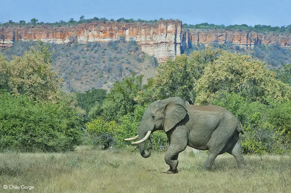 Elephants Gonarezhou