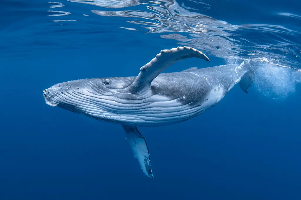 whale watching African safari