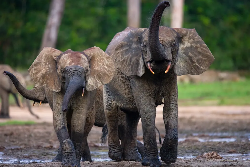 forest elephants