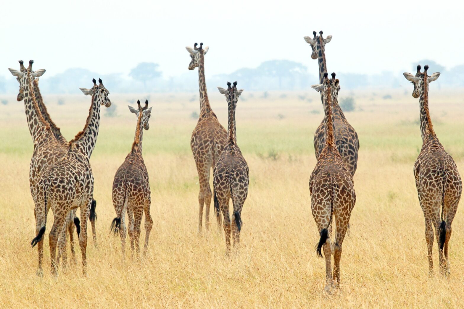 giraffe