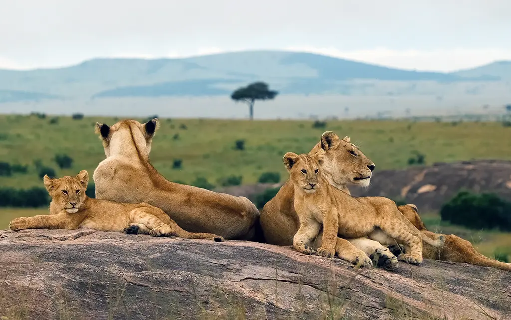 lions maasai mara