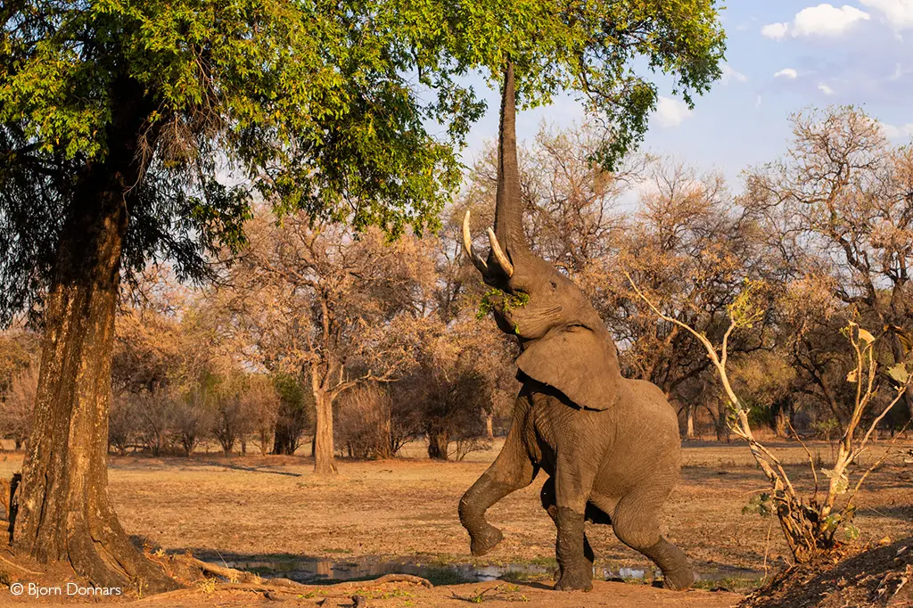 South Luangwa