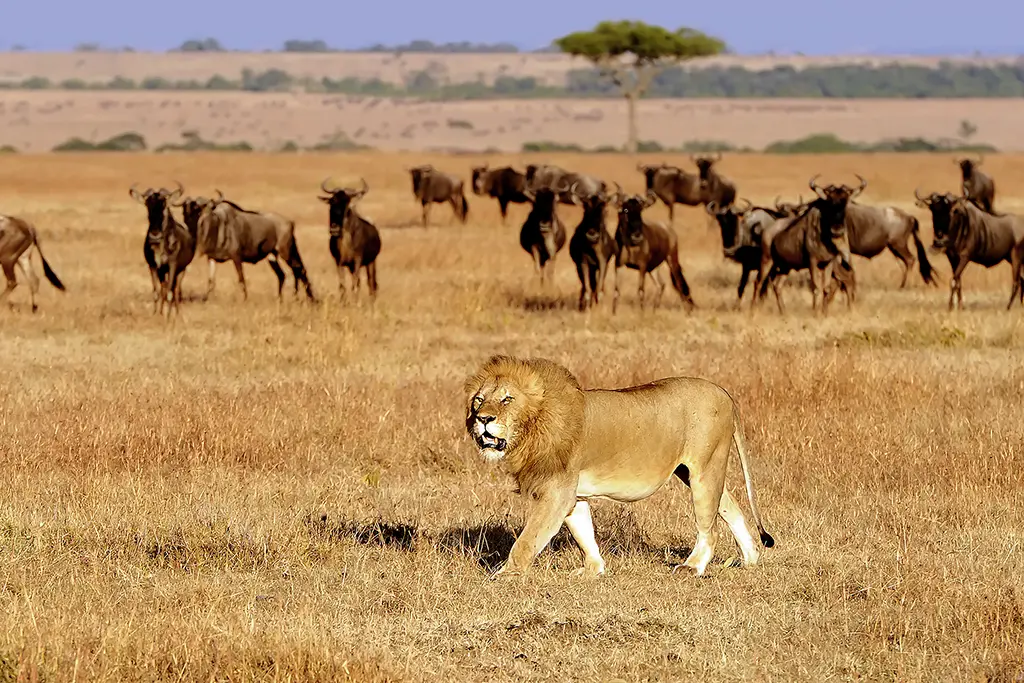 lions maasai mara