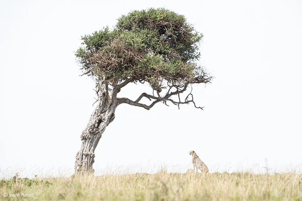 Irene Amiet photography