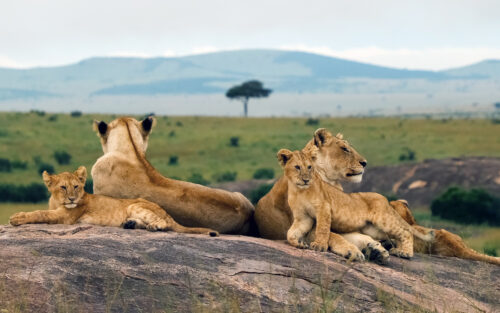 lions maasai mara
