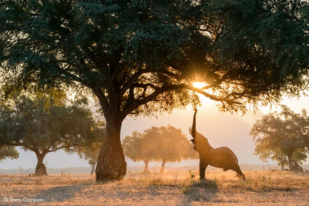 African safari