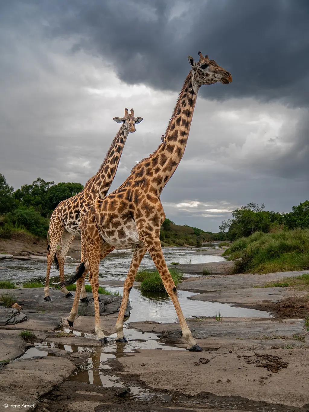 Giraffes