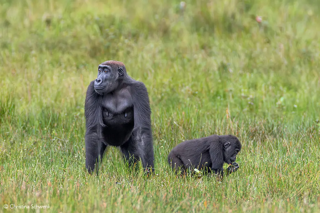 gorilla trekking safaris