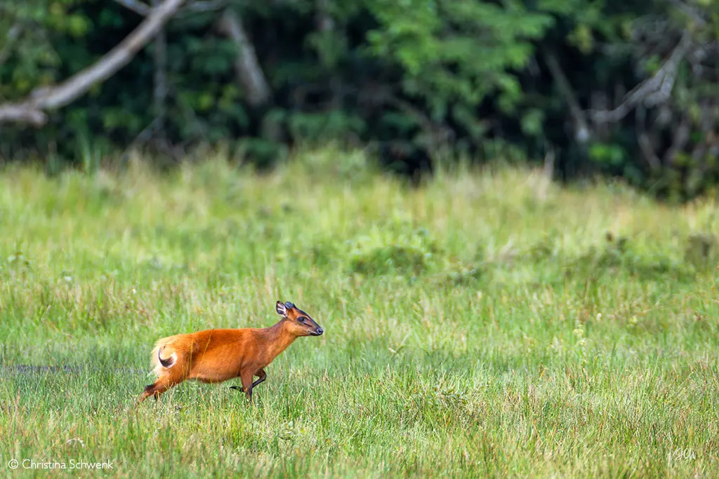 Africa Geographic safari