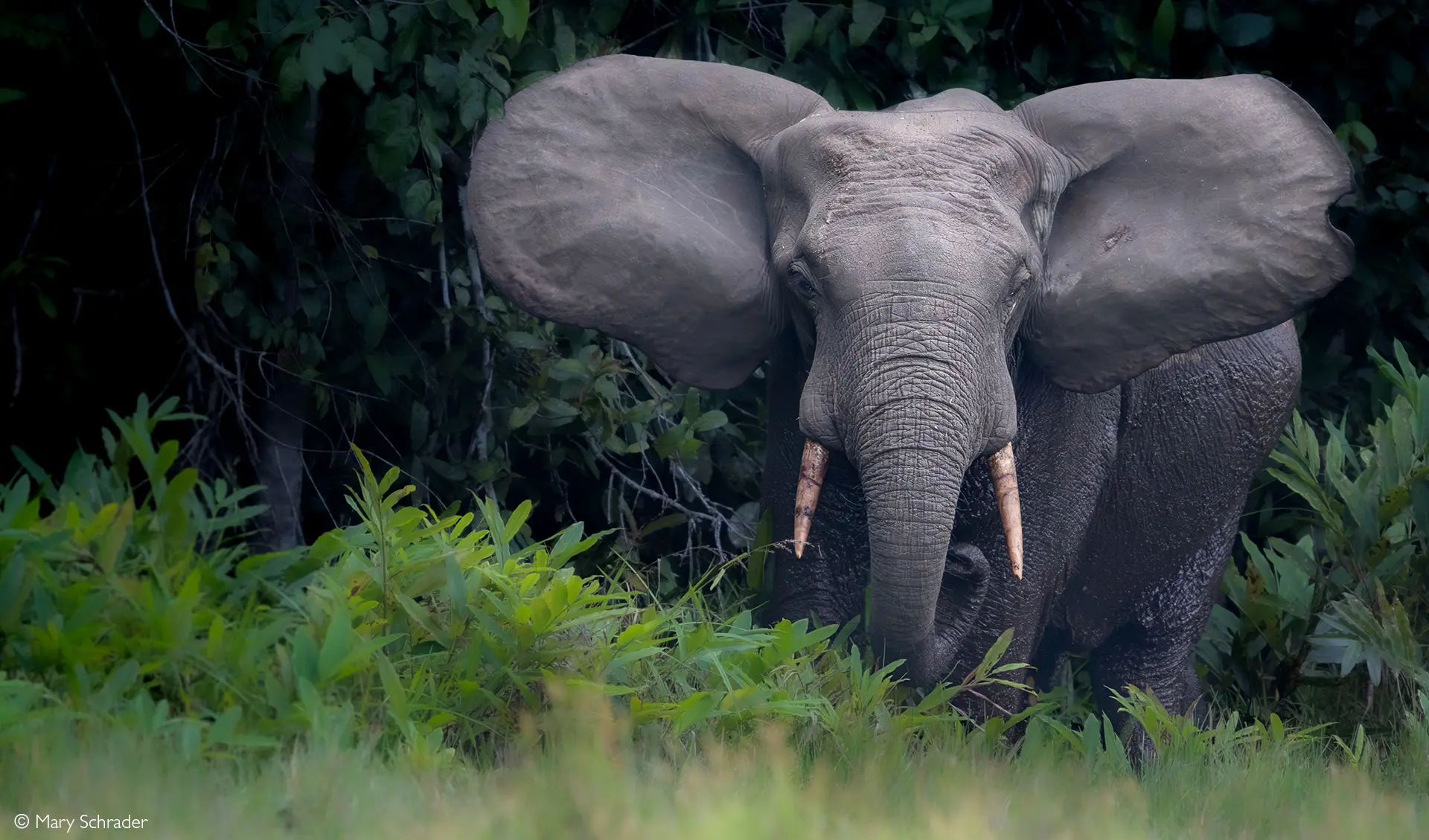 Odzala Kokoua National Park