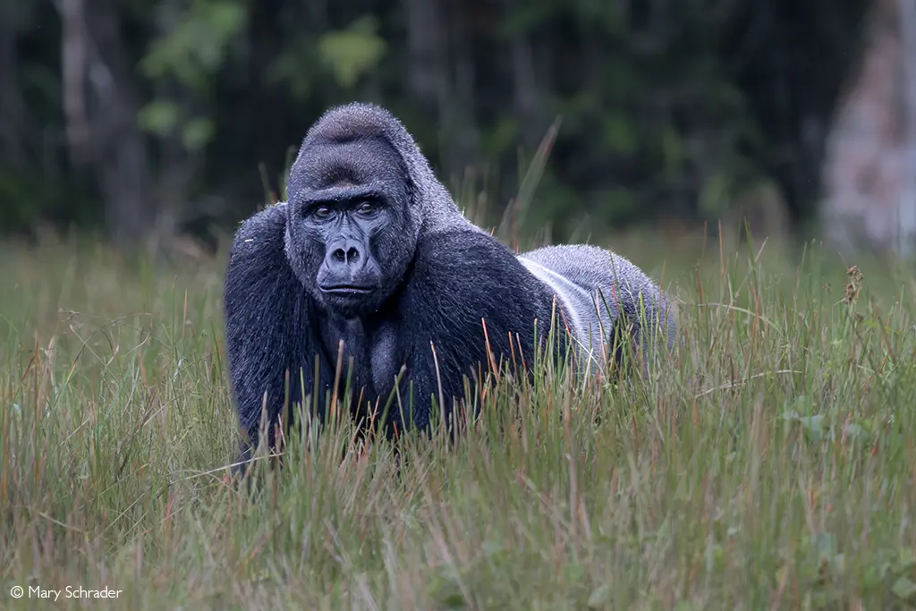 Africa Geographic safaris