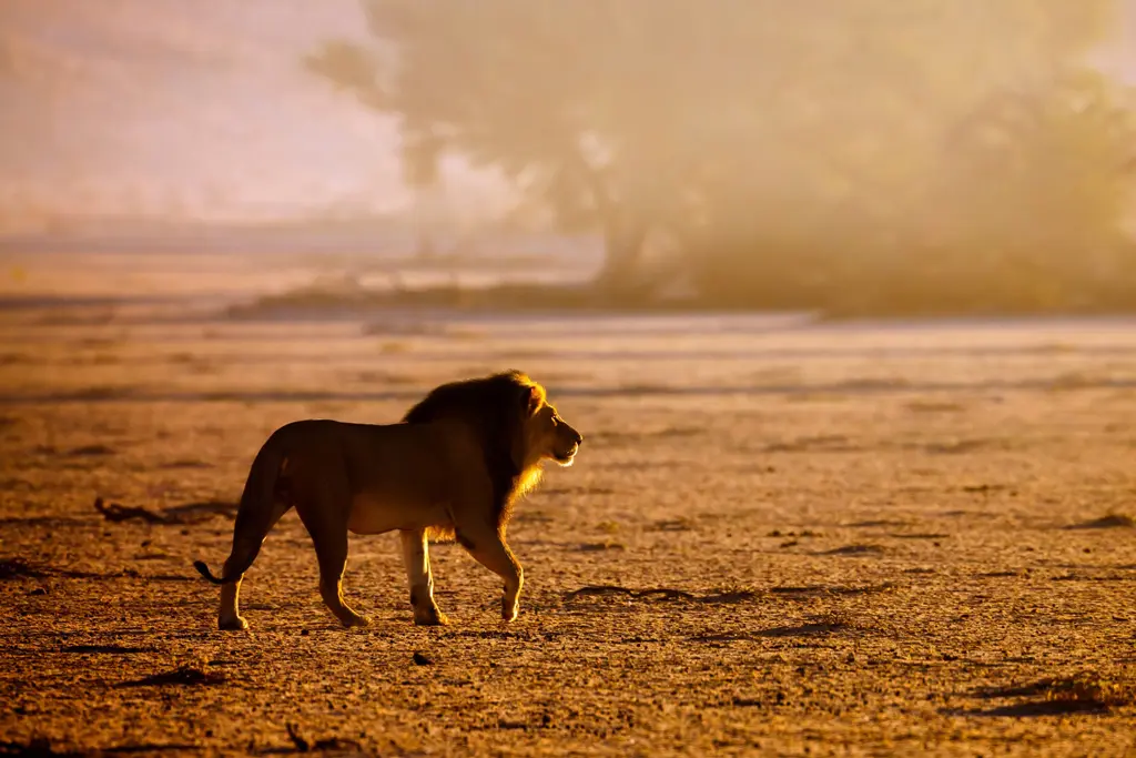 lion in Kgalagadi