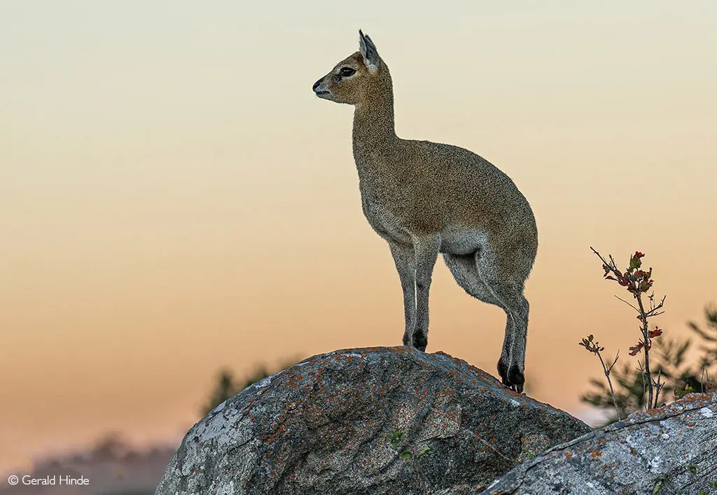 klipspringer