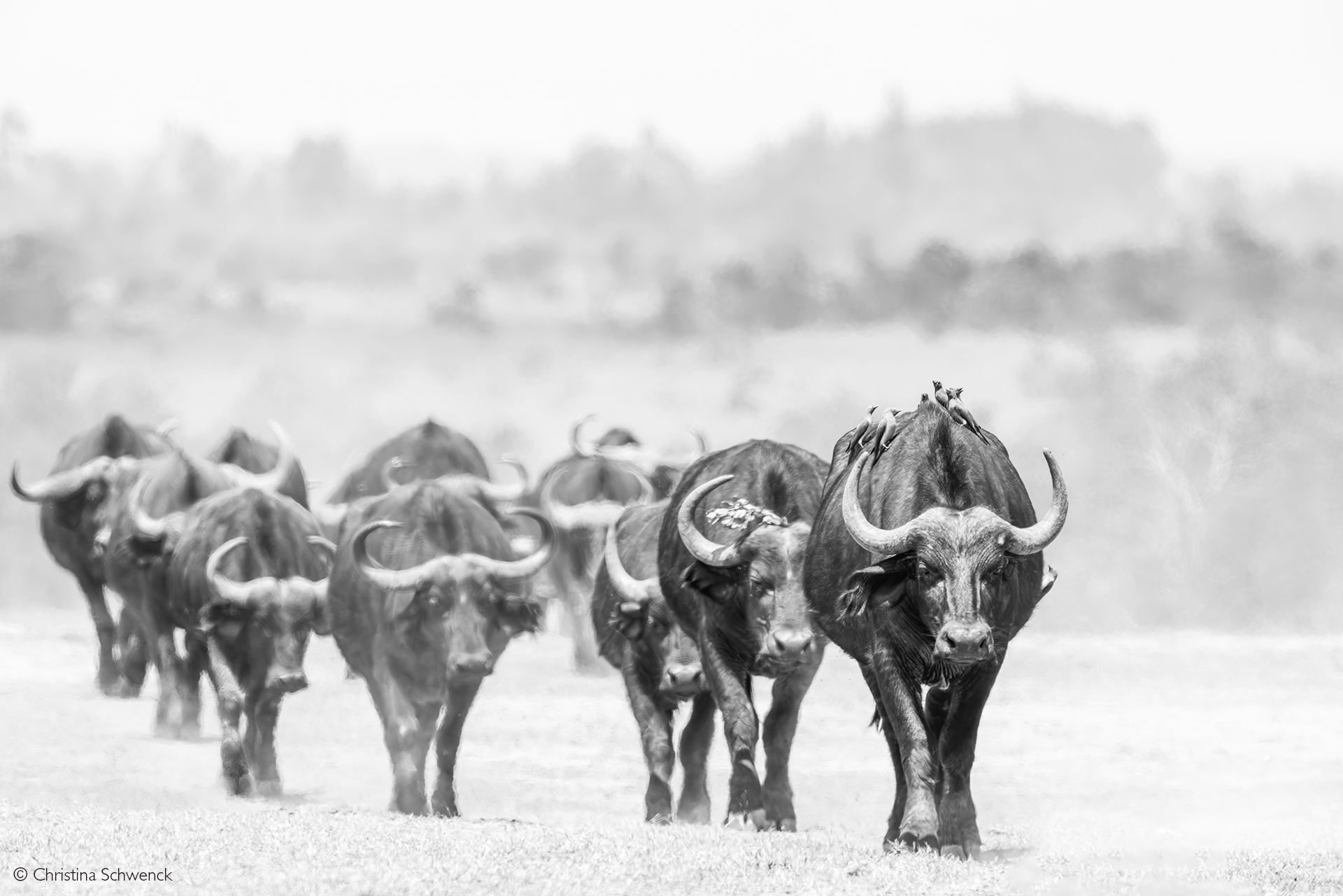 Photographer of the Year