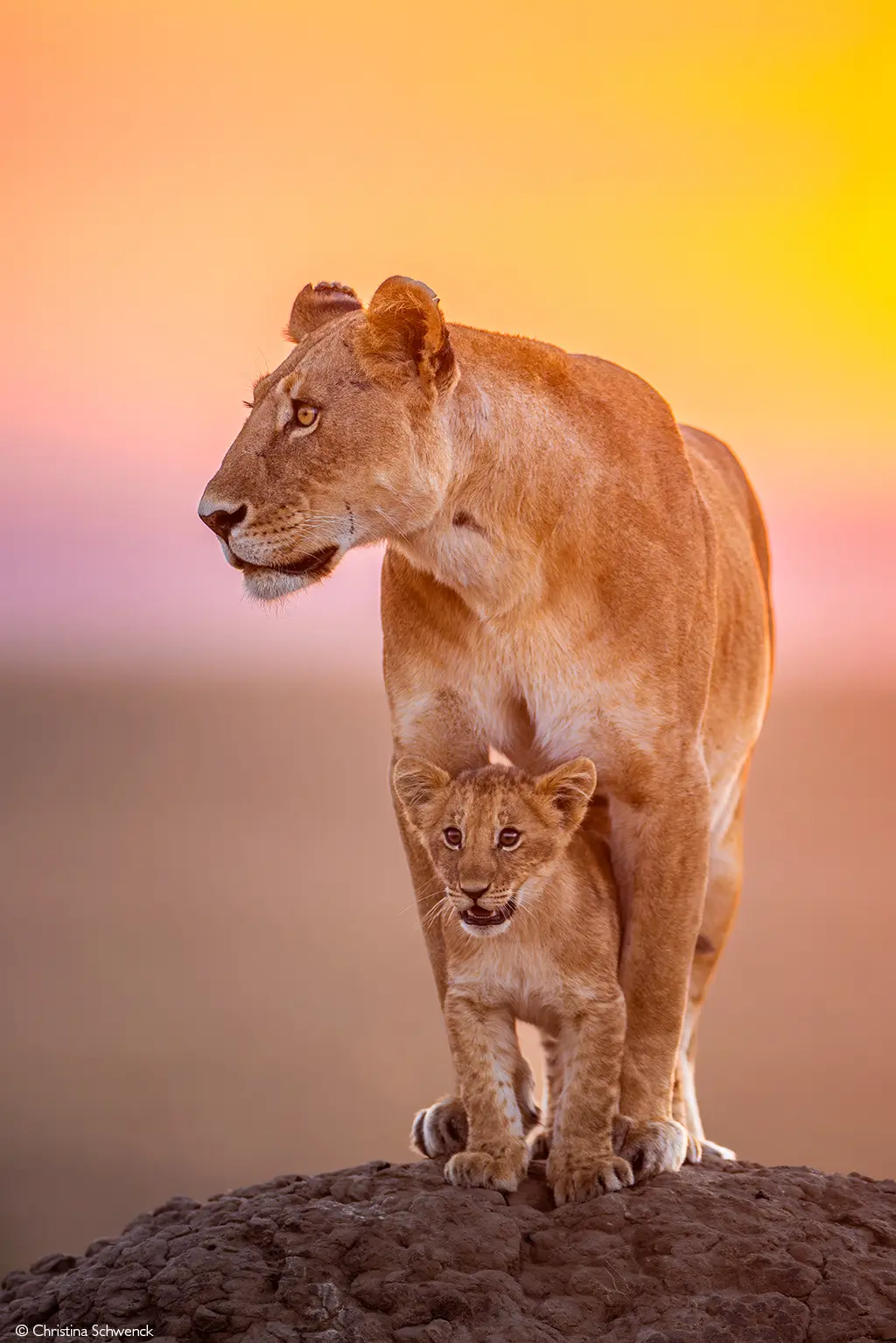 Photographer of the Year