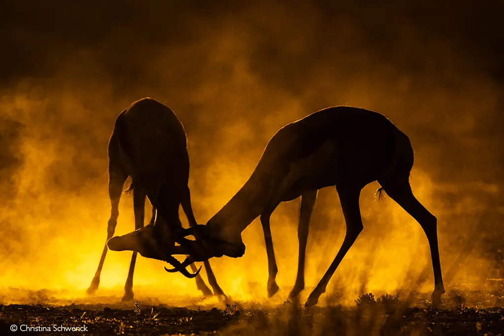 Photographer of the Year