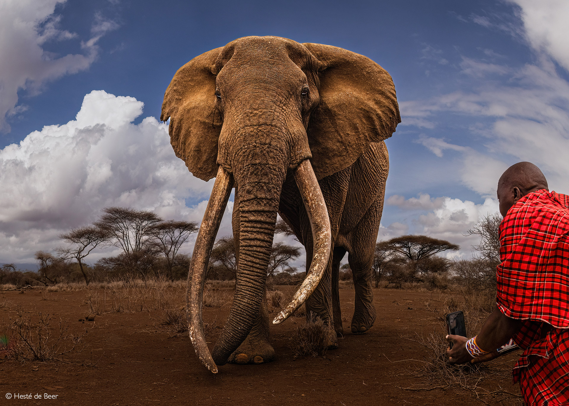 Iconic Amboseli super tusker Craig has died