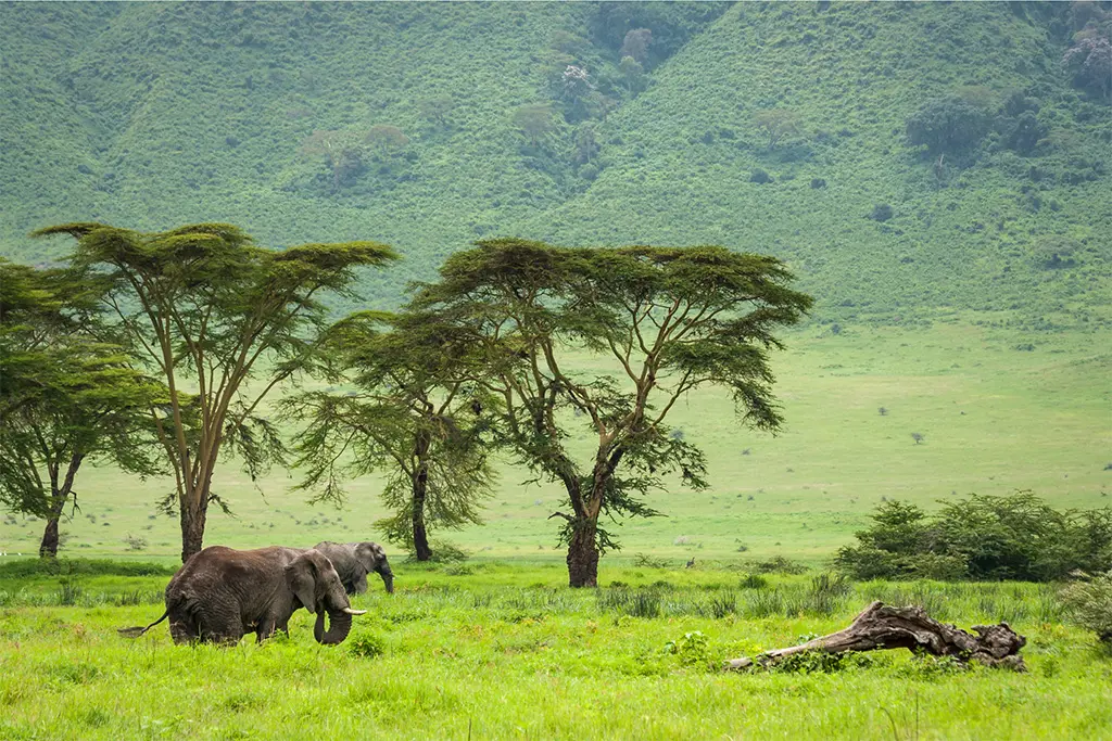 Ngorongoro