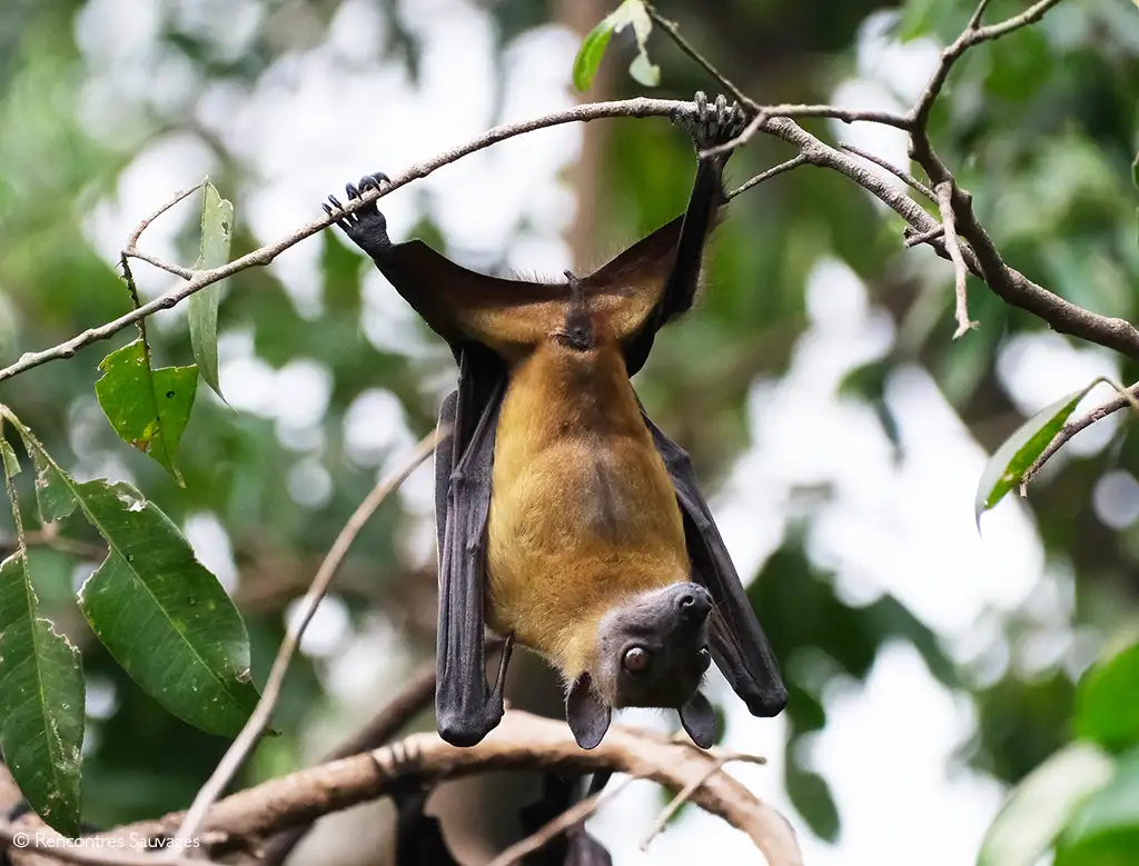 straw-coloured bat