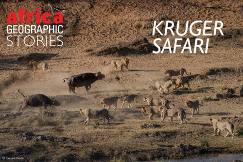 Kruger safari