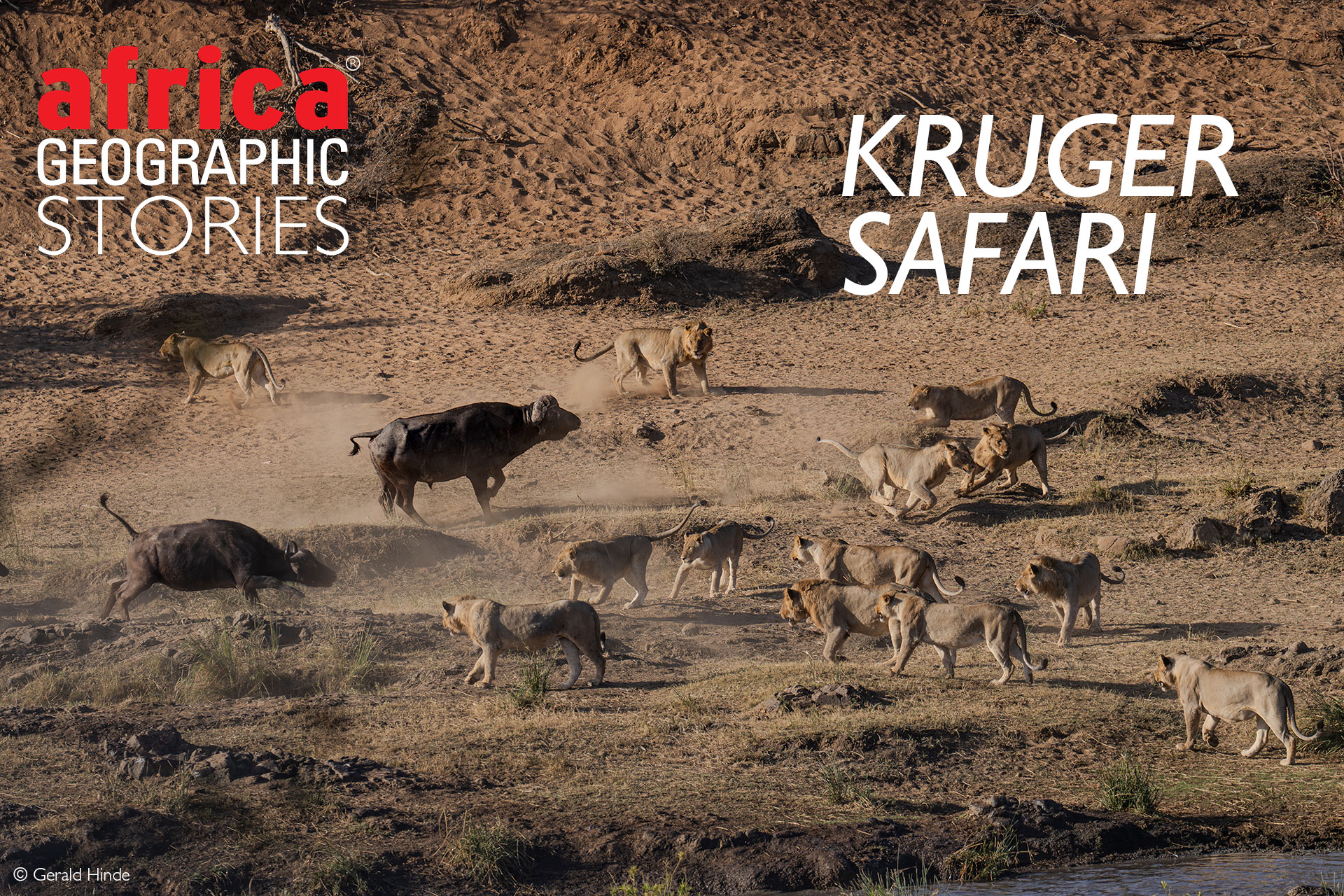 Kruger safari