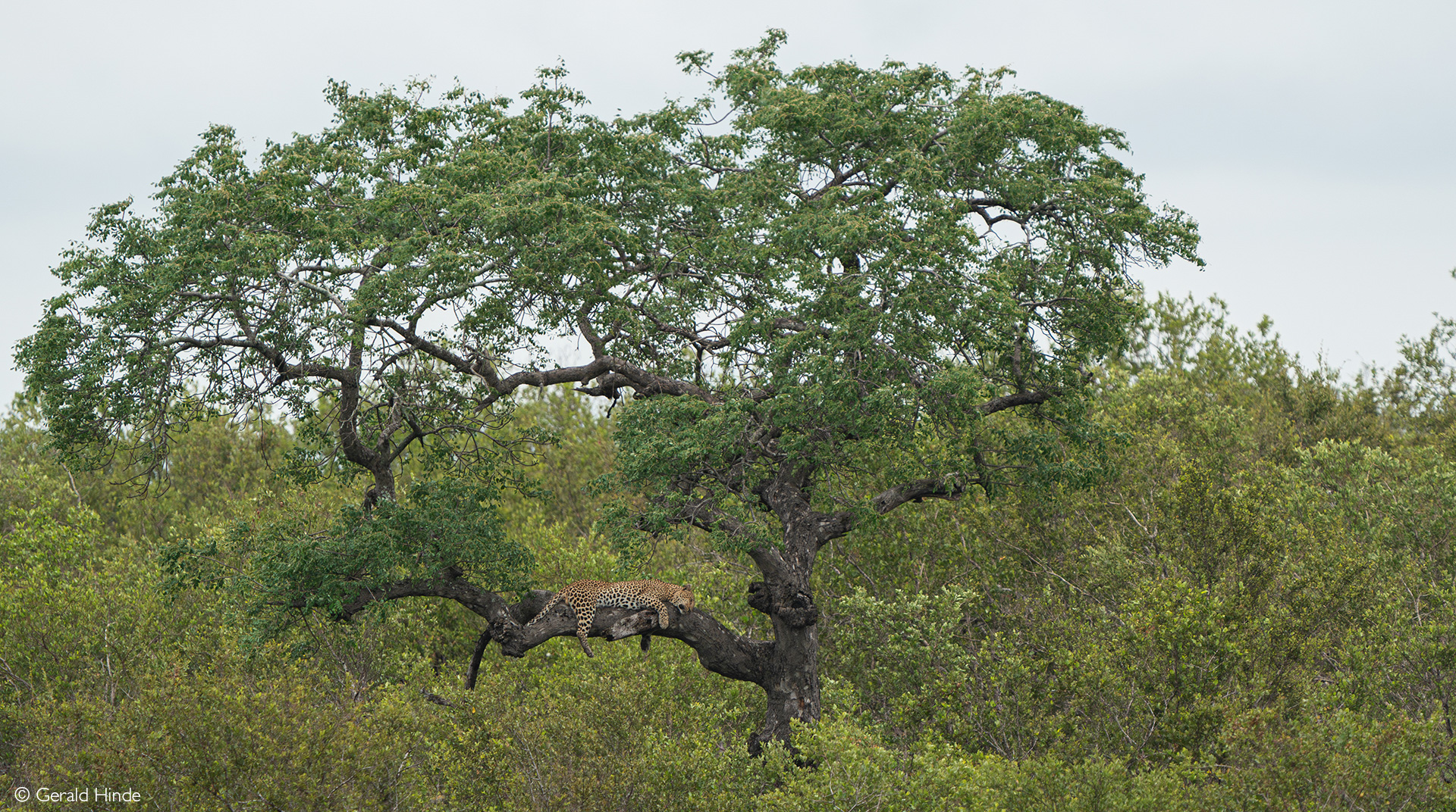 Greater Kruger