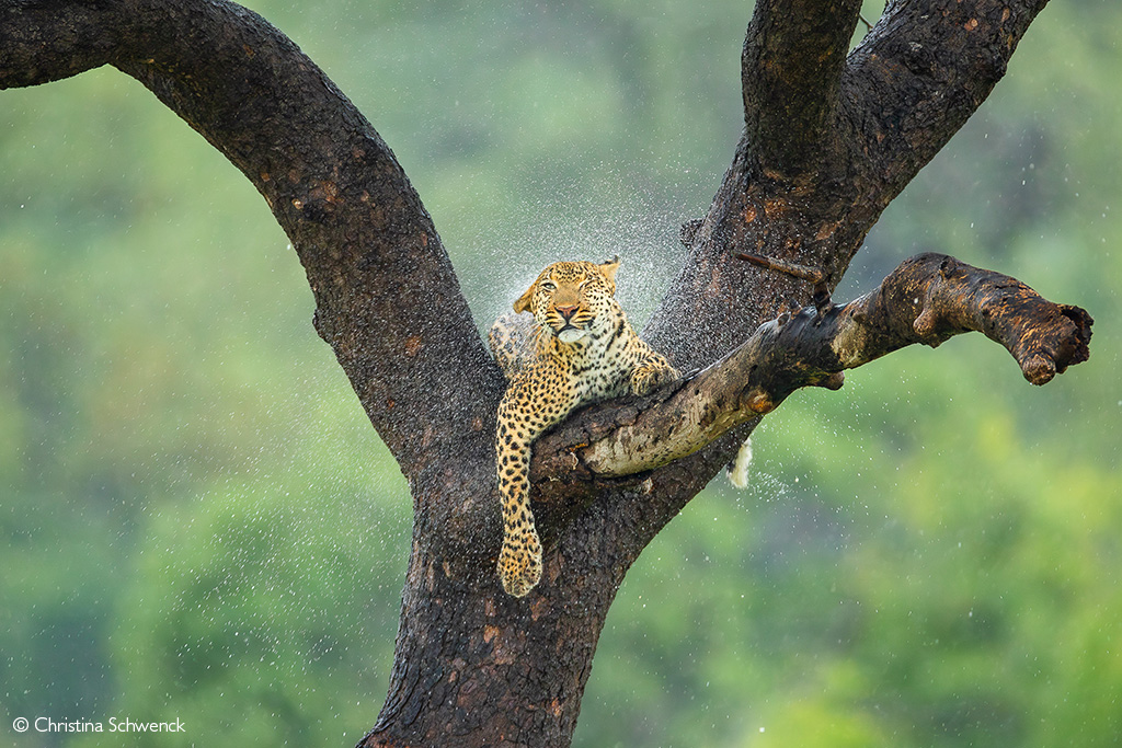 Photographer of the Year
