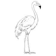 flamingo