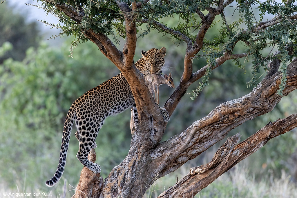 Africa Geographic safari