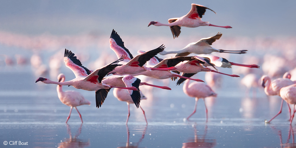 lesser flamingos