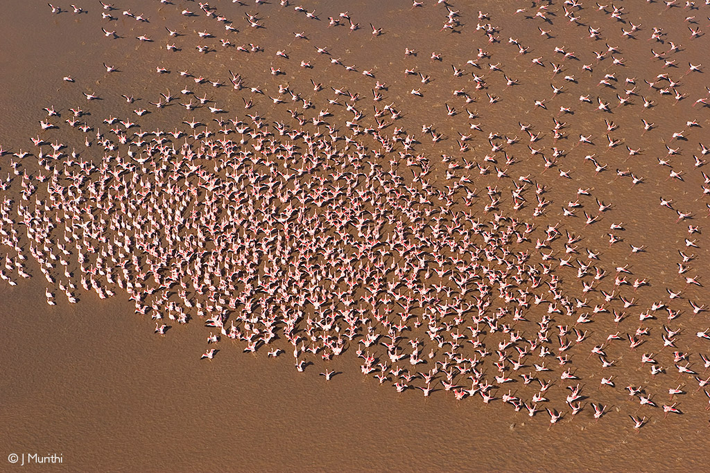 lesser flamingos