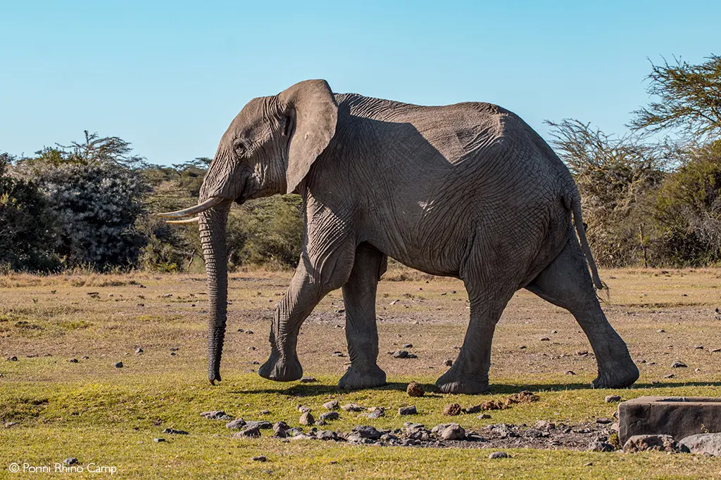 lions and invasive ants laikipia