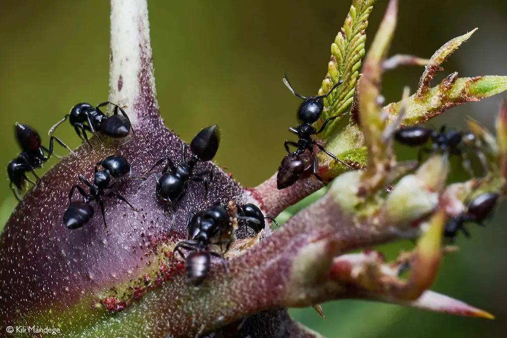 lions and invasive ants laikipia