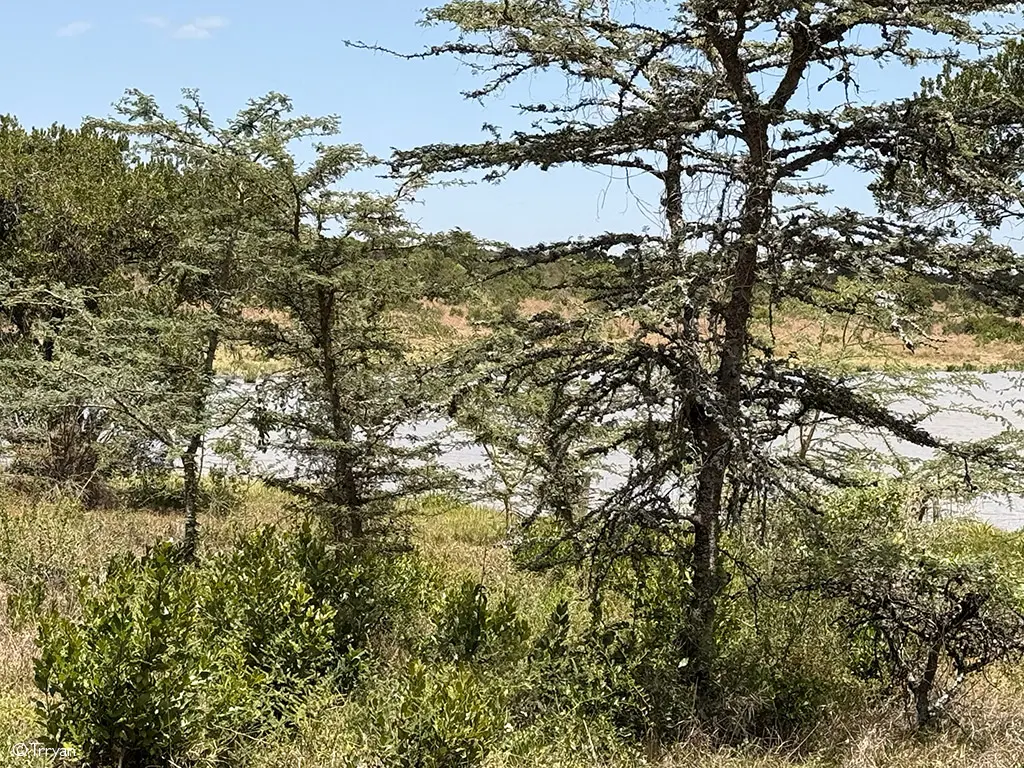 lions and invasive ants laikipia